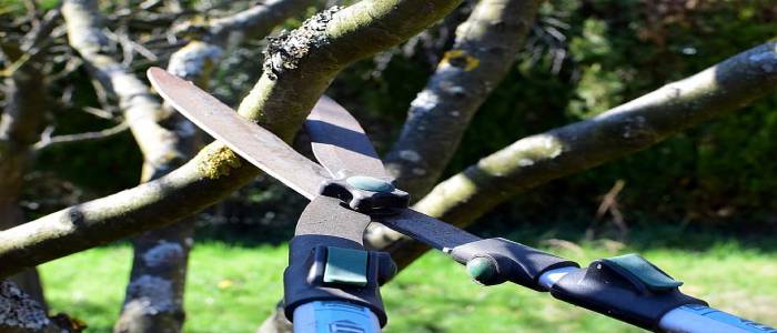 How to Prune Old Apple Tree