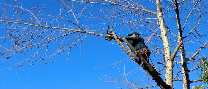 WHAT IS TREE PRUNING